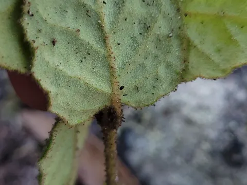 Korrea (Correa reflexa)