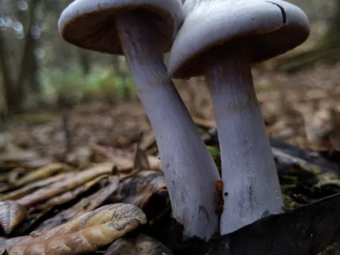 Weißvioletter Dickfuß (Cortinarius alboviolaceus)