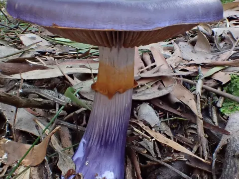 Cortinarius archeri (Cortinarius archeri)
