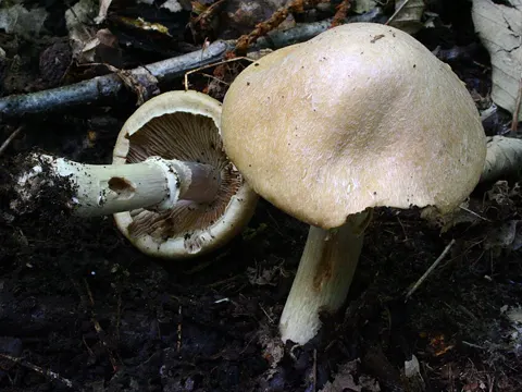 Reifpilz