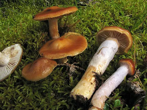 Blaustiel-Schleimkopf (Cortinarius collinitus)