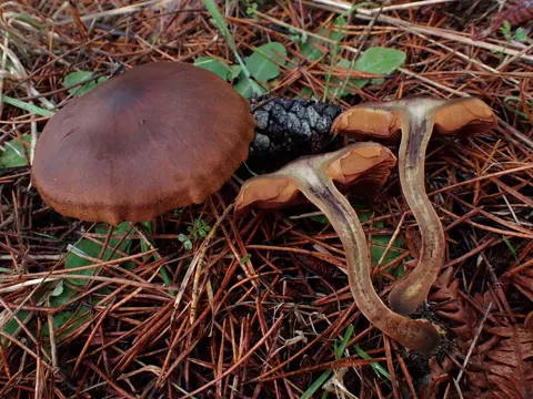 Safrangelber Schleimkopf (Cortinarius croceus)