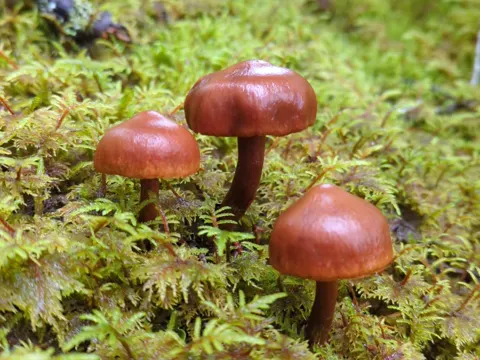 Gelbblättriger Schleimkopf (Cortinarius gentilis)