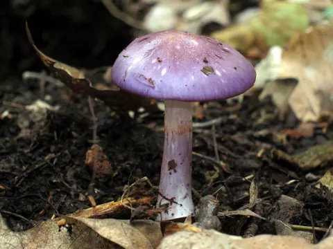 Cortinarius iodes