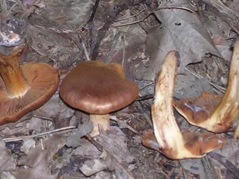 Orangefuchsiger Schleierling (Cortinarius orellanus)