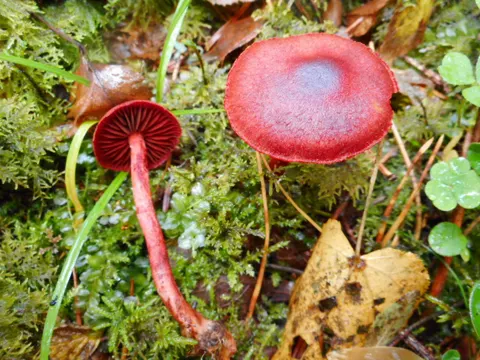 Blutroter Hautkopf (Cortinarius sanguineus)