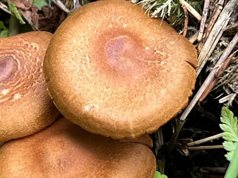 Blutblättriger Hautkopf (Cortinarius semisanguineus)
