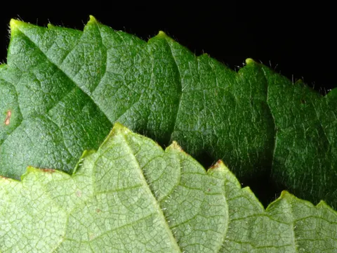 Amerikanische Haselnuss (Corylus americana)