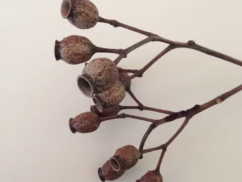 Corymbia gummifera (Corymbia gummifera)