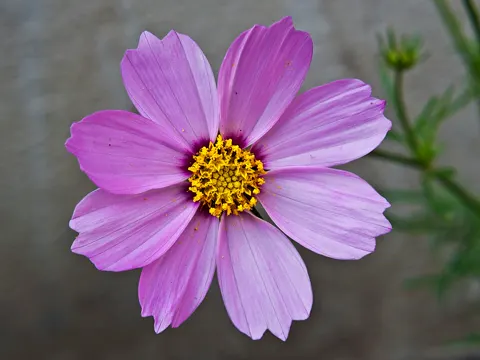 garden cosmos
