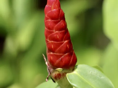 Spiralfahne (Costus woodsonii)