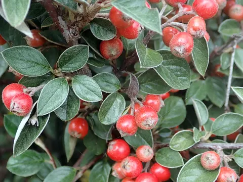 Franchets Zwergmispel (Cotoneaster franchetii)