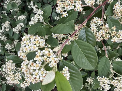 Cotoneaster glaucophyllus (Cotoneaster glaucophyllus)
