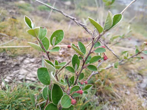 Gewöhnliche Zwergmispel (Cotoneaster integerrimus)