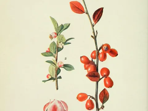 Simons Zwergmispel (Cotoneaster simonsii)