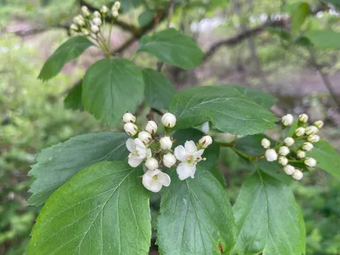 Crataegus douglasii (Crataegus douglasii)