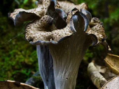 Schwarzer Pfifferling (Craterellus calicornucopioides)