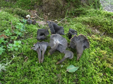 Schwarze Trompete (Craterellus cinereus)