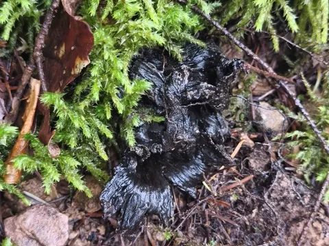 Black Trumpet