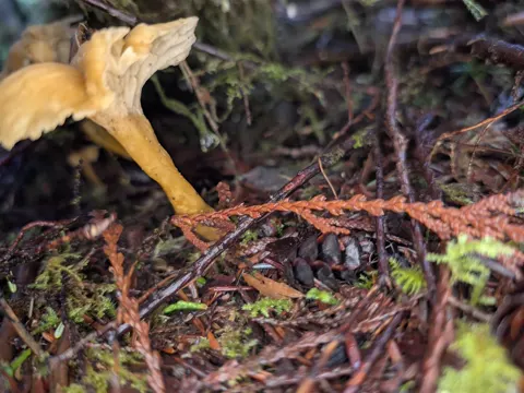 Black Trumpet