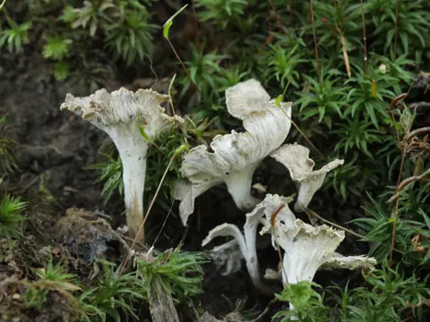 Craterellus undulatus (Craterellus undulatus)