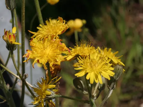 Wiesen-Pippau (Crepis biennis)