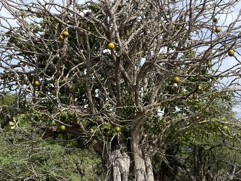 Flaschenbaum (Crescentia cujete)