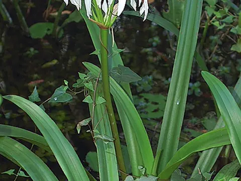 Sumpflilie