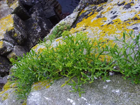 Samphire (Crithmum maritimum)