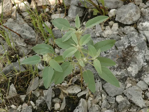Croton capitatus