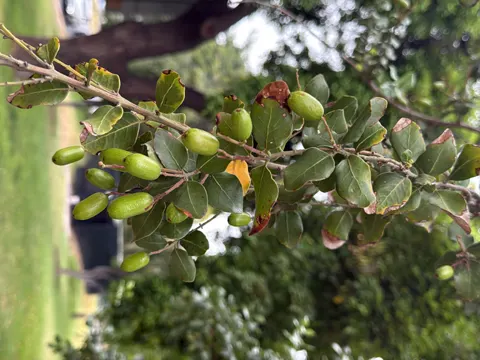 Peumo (Cryptocarya alba)
