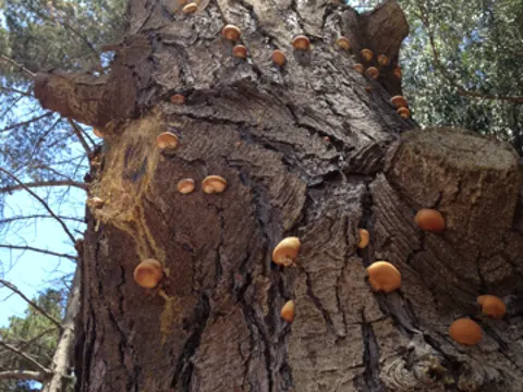 Cryptoporus volvatus