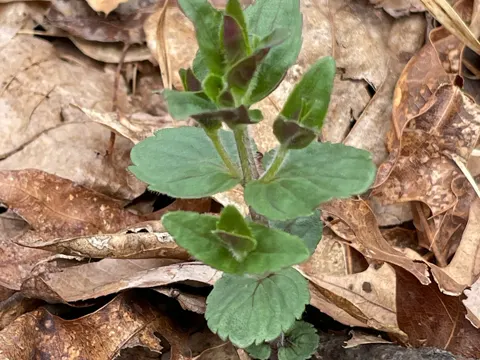 Dittany (Cunila origanoides)