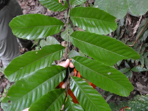 Cupania latifolia (Cupania latifolia)