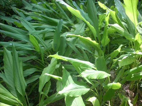 Kurkuma (Curcuma longa)