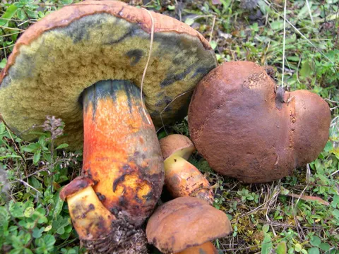 Schwarzblauender Röhrling (Cyanoboletus pulverulentus)