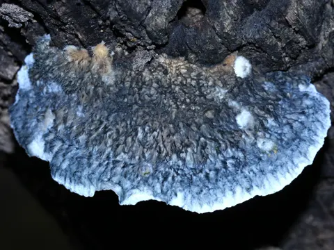 Conifer Blueing Bracket (Cyanosporus caesius)