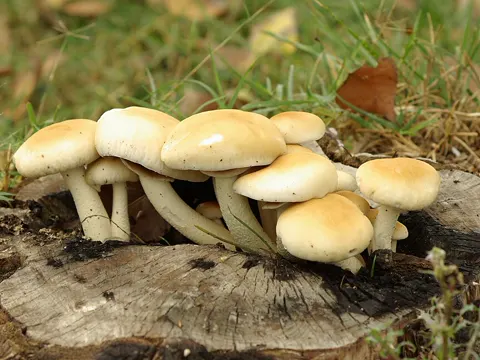 Gemeiner Spitzschüppling (Cyclocybe cylindracea)
