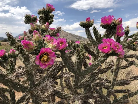 Cholla