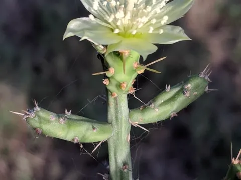Tasajillo (Cylindropuntia leptocaulis)