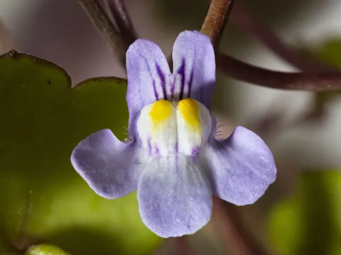 Mauer-Zimbelkraut (Cymbalaria muralis)