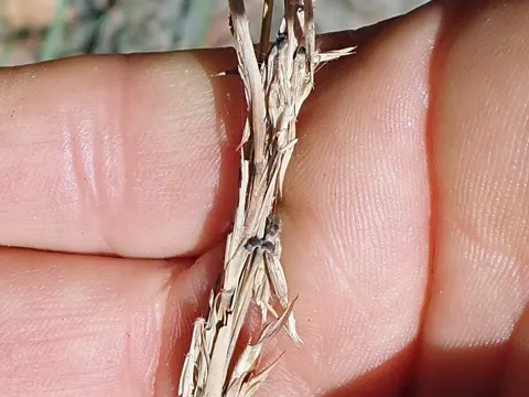 Refracted Lemongrass (Cymbopogon refractus)