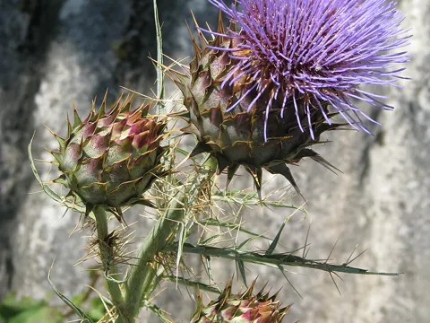 Artischocke (Cynara cardunculus)