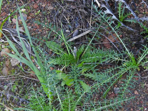 Dwarf Artichoke (Cynara humilis)