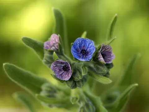 Kretischer Hundszahn (Cynoglossum creticum)