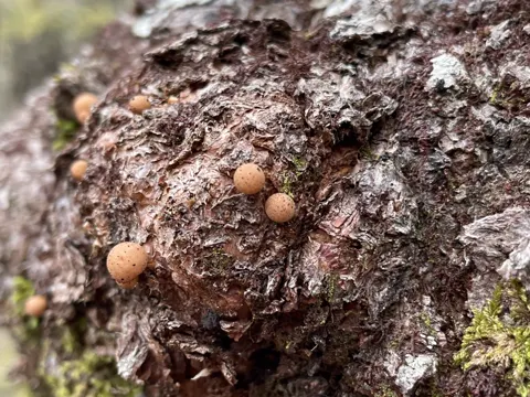 Cyttaria gunnii (Cyttaria gunnii)