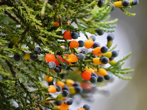 Dacrycarpus dacrydioides (Dacrycarpus dacrydioides)
