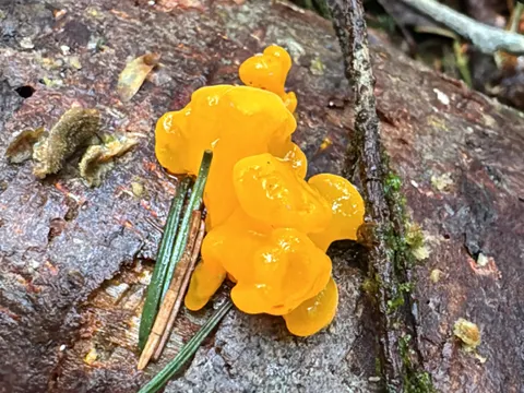 Dacrymyces chrysospermus