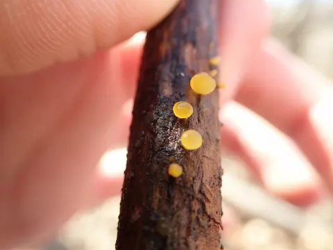 Zerfließende Gallertträne (Dacrymyces stillatus)