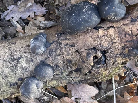 Cramp Ball